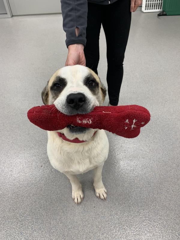 Delaware Humane Seeks Loving Homes To Clear The Shelters Thru Sept 19 